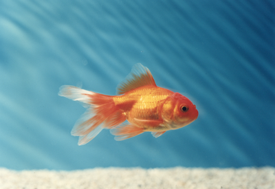 360063 Portret van een goudvis (in een dierenwinkel in het kantoor- en winkelcentrum Hoog Catharijne te Utrecht).